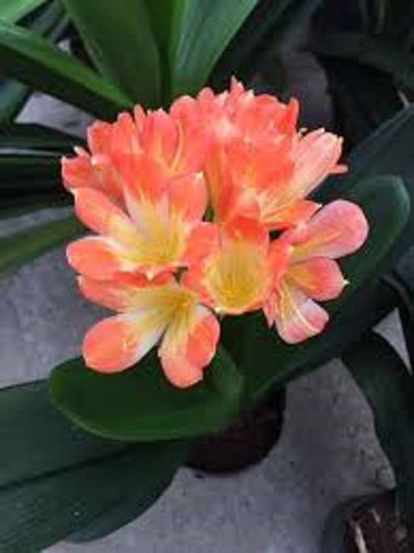 LAN QUÂN TỬ CÂY GIỐNG SIZE NHỎ, hàng rễ trần GIÁ RẺ - LQTRTN