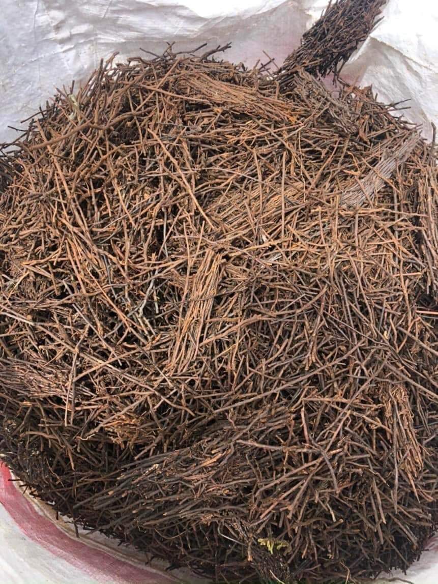 Dớn Cọng Trồng Lan