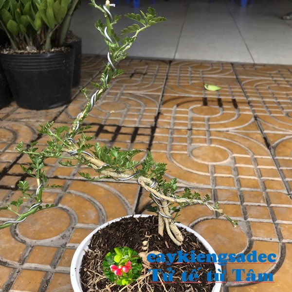 Cây cần thăng bonsai mini
