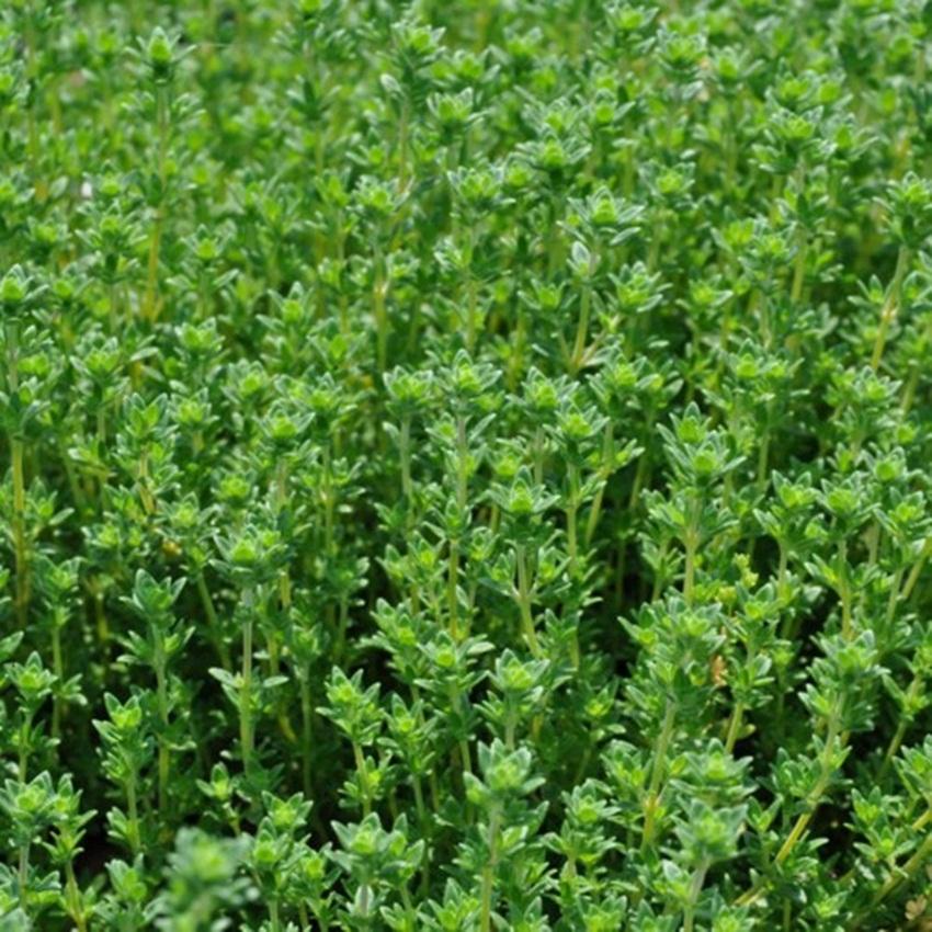 Hạt giống cỏ xạ hương (Thyme)