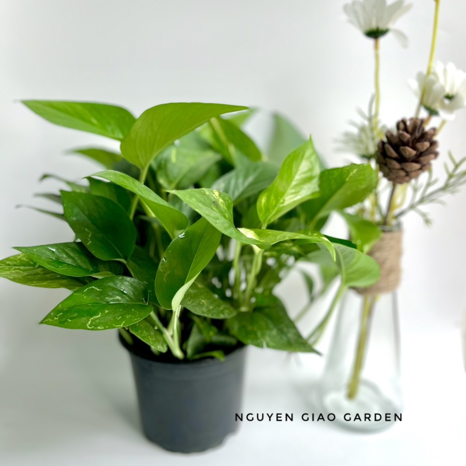 Cây Trầu Bà Xanh Chậu Nhựa