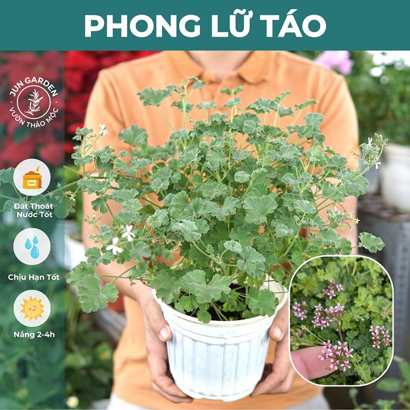 Cây Phong Lữ Táo JUN GARDEN Apple Geranium, Rất Thơm Và Dễ Chăm Sóc