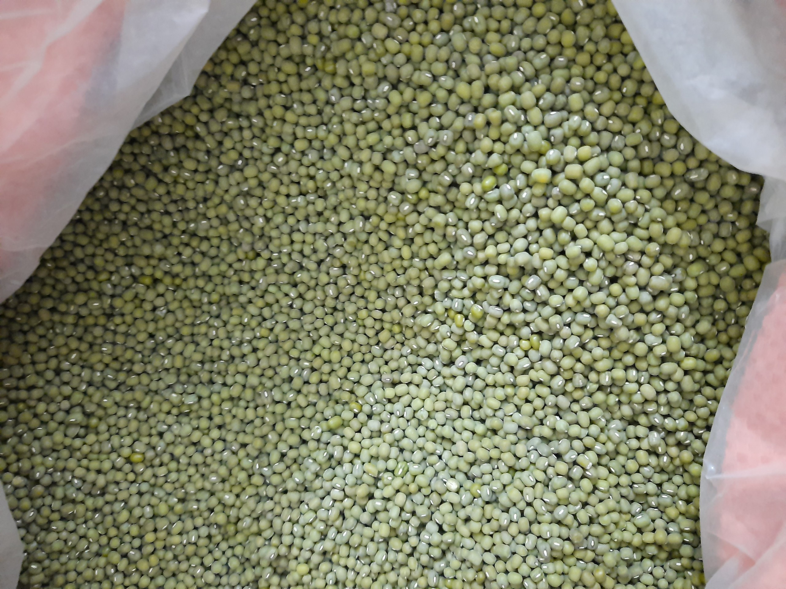 500g Đậu xanh hạt mốc( hạt tiêu) làm giá đỗ
