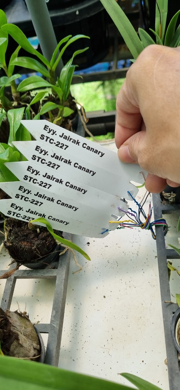 HOA LAN BRASS CANARY CÂY GIỐNG