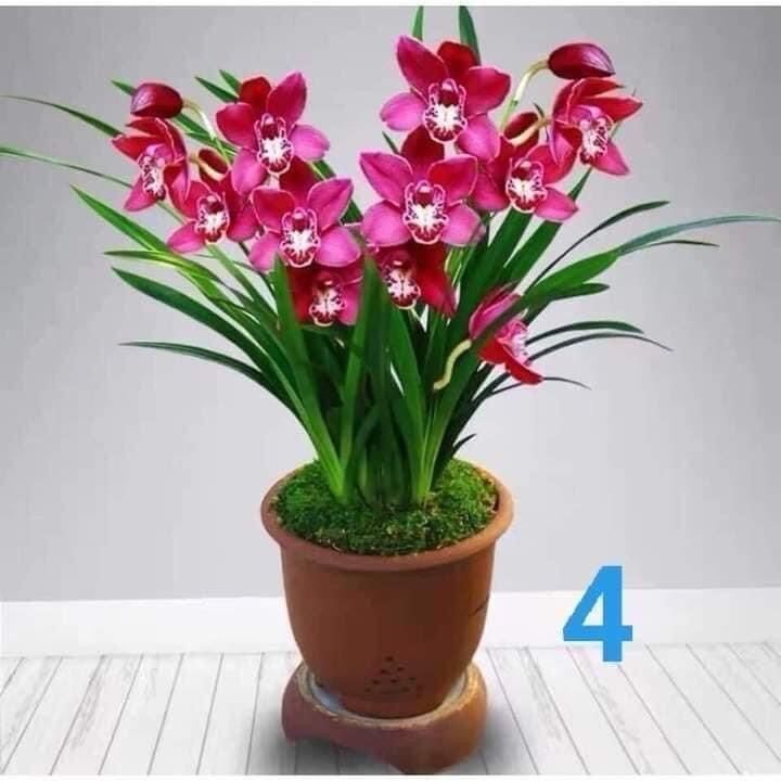 Địa Lan kiếm(1 cây)