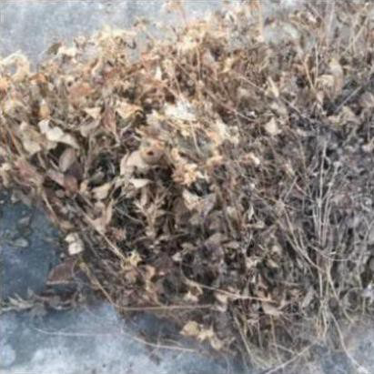 1kg cây cứt lợn khô (hoa ngũ sắc, cây cỏ hôi)
