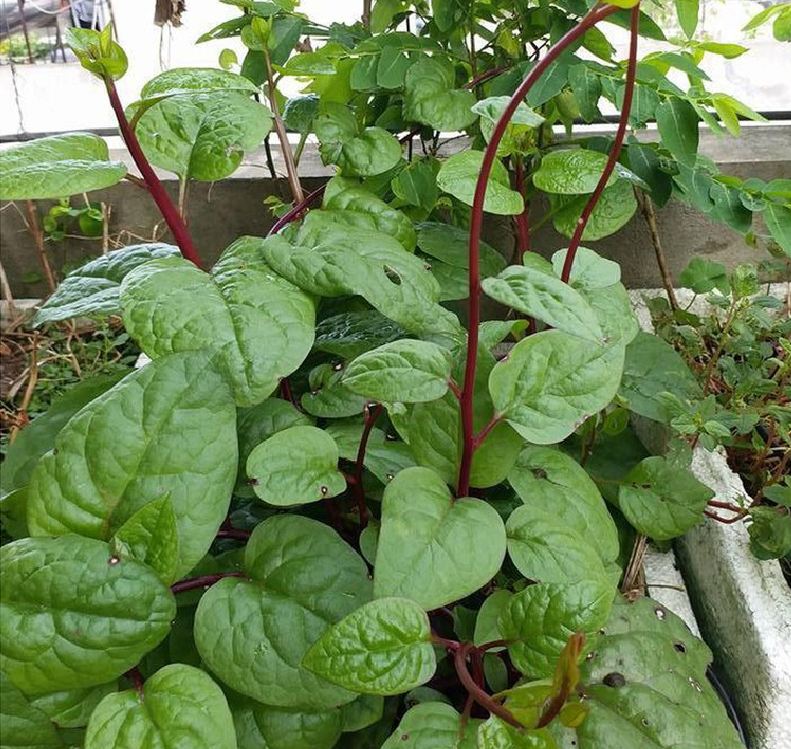 Hạt giống rau mồng tơi tím  - gói 3gram( 115 hạt)