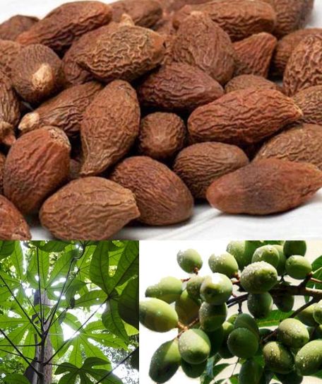 Hạt giống cây ươi bay (đười ươi) - Gói 5 hạt