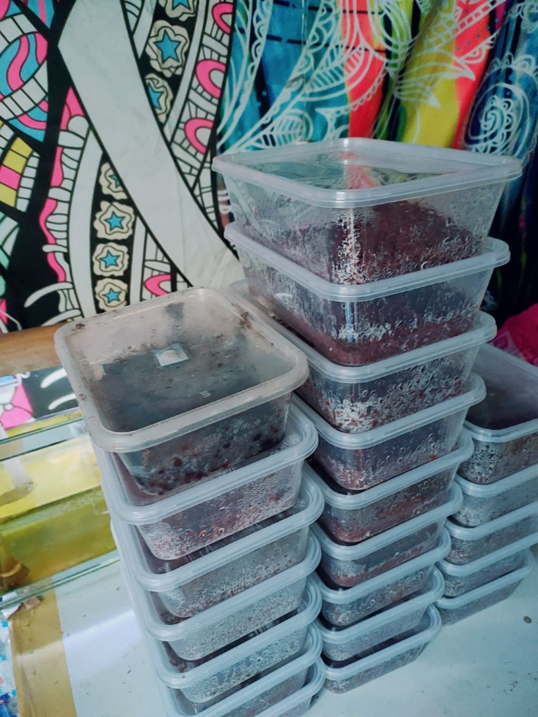 trùng chỉ trắng ( Grindal worm )
