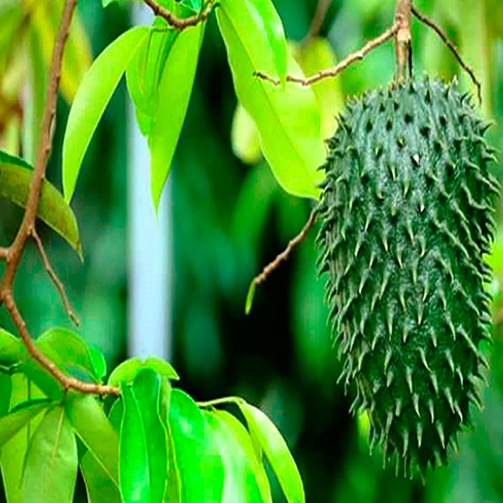 CÂY GIỐNG MÃNG CẦU XIÊM