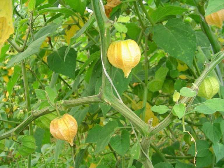 Cây Tầm Bóp khô 500g GT316