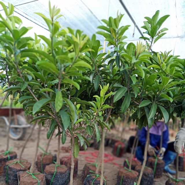 Hồng Xiêm Xoài Nhà Vườn Vũ Tiến #25 Hồng Xiêm Xoài Nhà Vườn Vũ Tiến