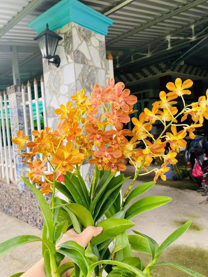 HOA LAN PENSUDA CAM
