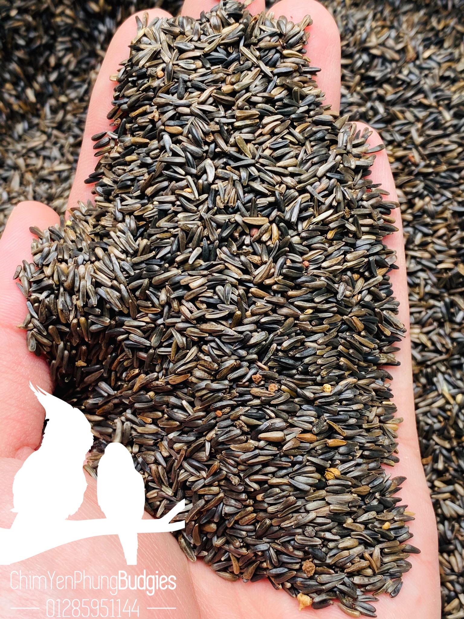 500gram hạt Niger (Niger Seed) cho Yến Hót, Chim Cảnh.