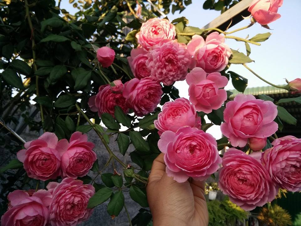 French rose seed (French climbing pink) very scented flowers, multi-heads, constantly Bloom, special scent (10 beads pack)-shallow gold
