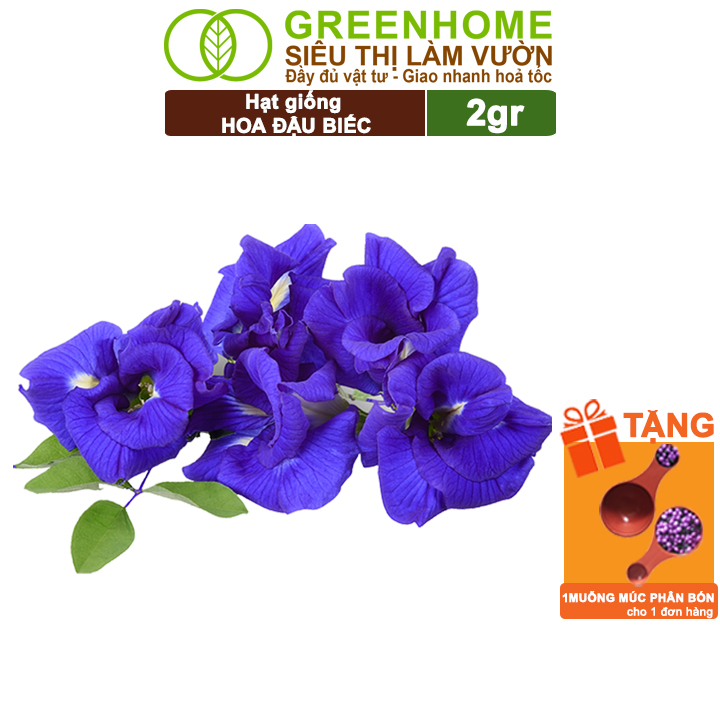 Hạt giống hoa đậu biếc greenhome, gói 2gr, sai hoa, màu rực rỡ, dễ trồng quanh năm, nảy mầm cao h06