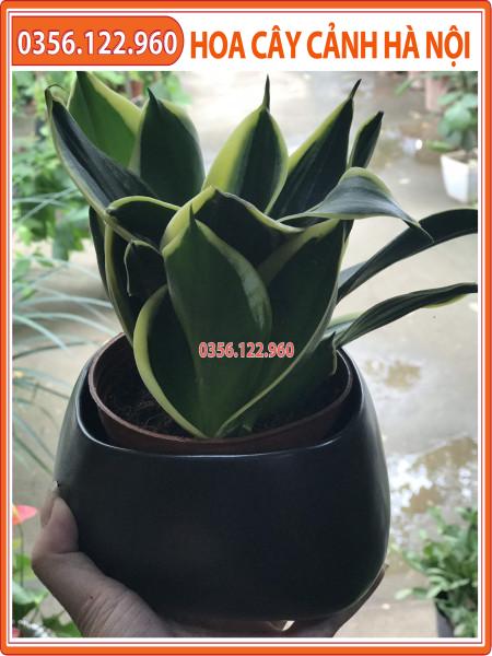 CÂY LƯỠI HỔ THÁI