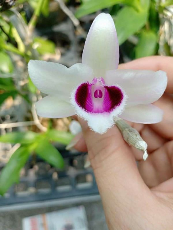 Hoa phong lan phi điệp lá mít gieo hạt + Tặng 3 Cây Giống Chè Xanh
