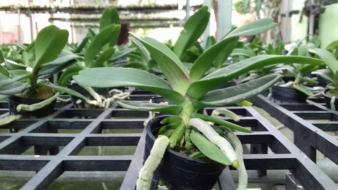 combo 5 chậu ngọc điểm