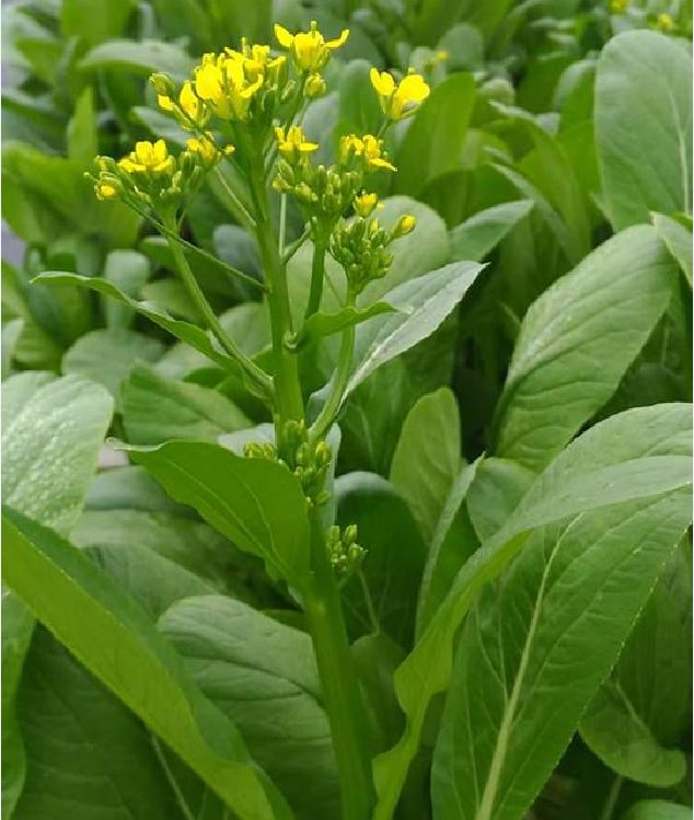Hạt giống rau Cải ngồng Mập - gói 20gram