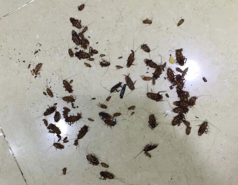 Thuốc Diệt Kiến - Diệt Gián Sinh Học ANBIO