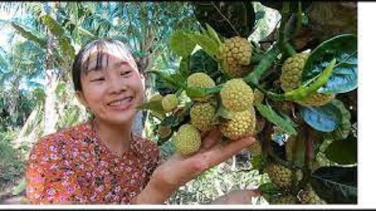 Cây Giống Mít mơ