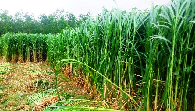Hạt giống cỏ voi lai - chứa nhiều chất dinh dưỡng