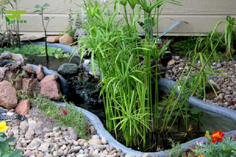 Cây thủy trúc - Cây thủy sinh (1 cây con cao khoảng 20 - 30 cm)
