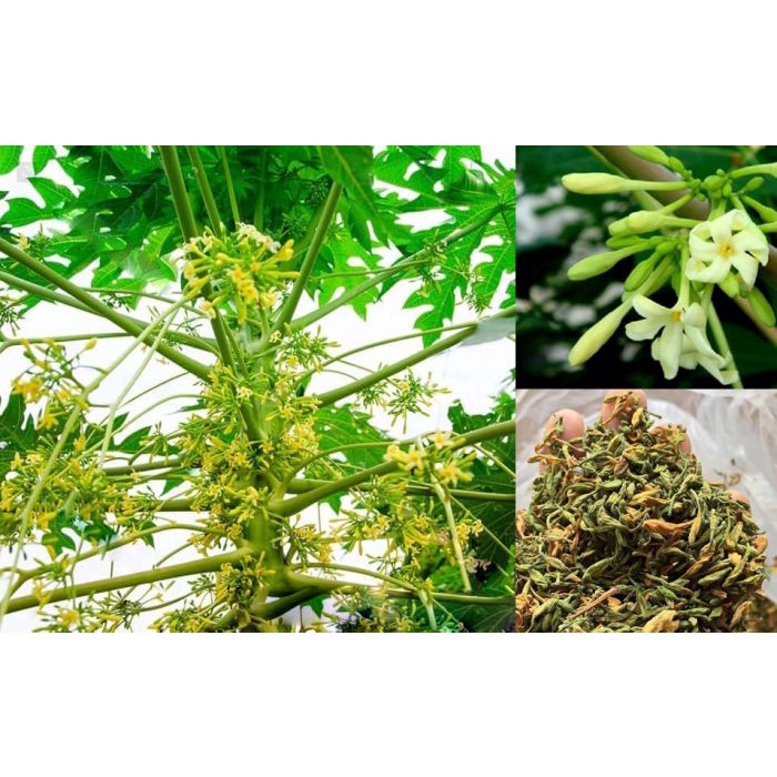 cây đu đủ đực giống