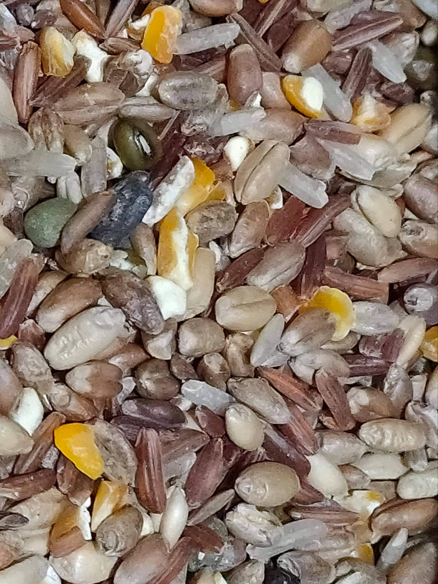 Ngũ cốc cho gà đá