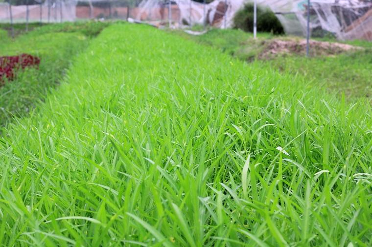 Hạt Giống Rau Muống Lá Tre Dễ Trồng