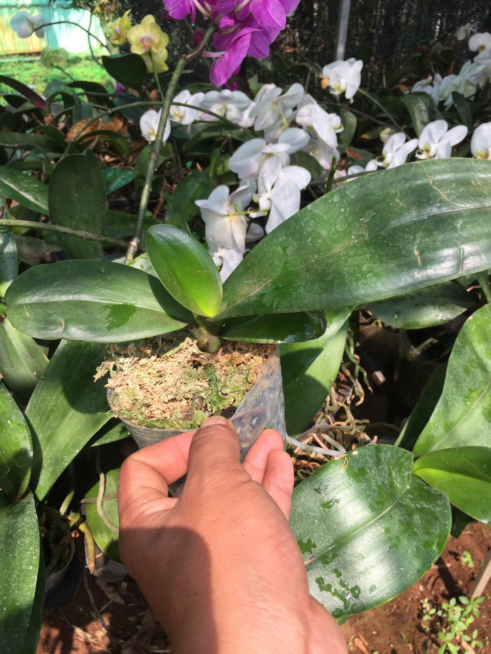 cây giống hồ điệp hoa đại 50k