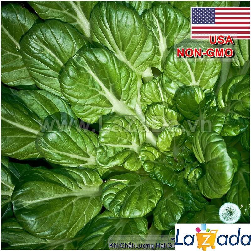 5Gr Hạt Giống Cải Tatsoi (B2.203| Y3*W51*M166)