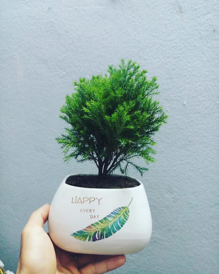 Cây tùng bồng lai - Cây cảnh để bàn