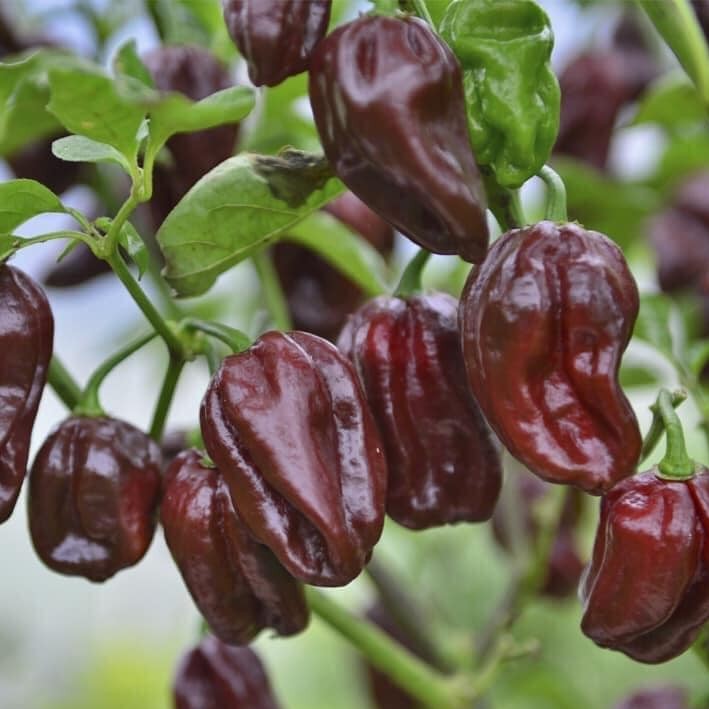 HẠT GIỐNG ỚT SIÊU CAY HABANERO