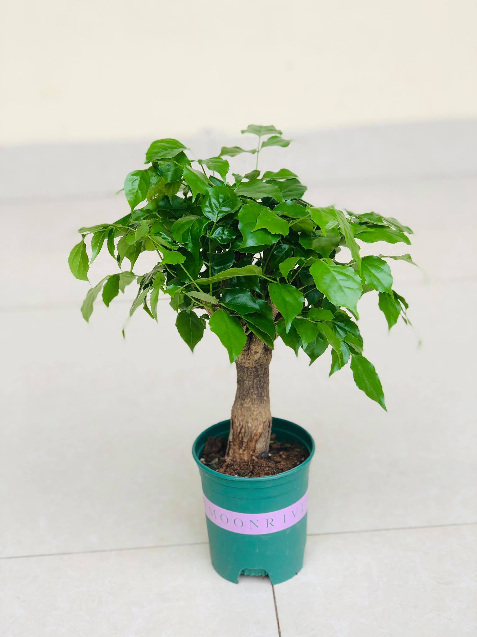 Cây hạnh phúc  cao 40cm (ảnh thật)