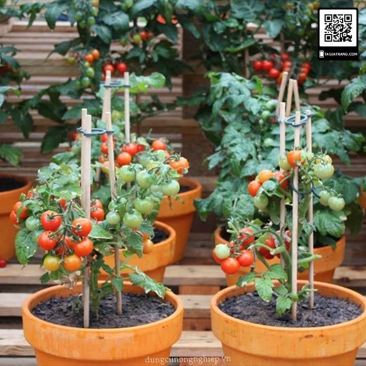 Hạt giống cà chua bi lùn vàng, sai quả - Gói 0,1g
