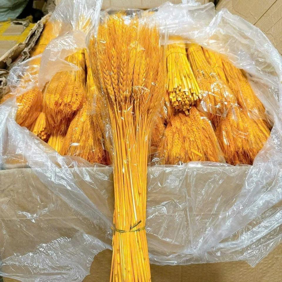 (Dried Barley) Bông Lúa Mạch Trang Trí, Bông Lúa Vàng Tài Lộc, Bó Lúa Mạch Trang Trí (Bông Lúa Bó 100 Bông)