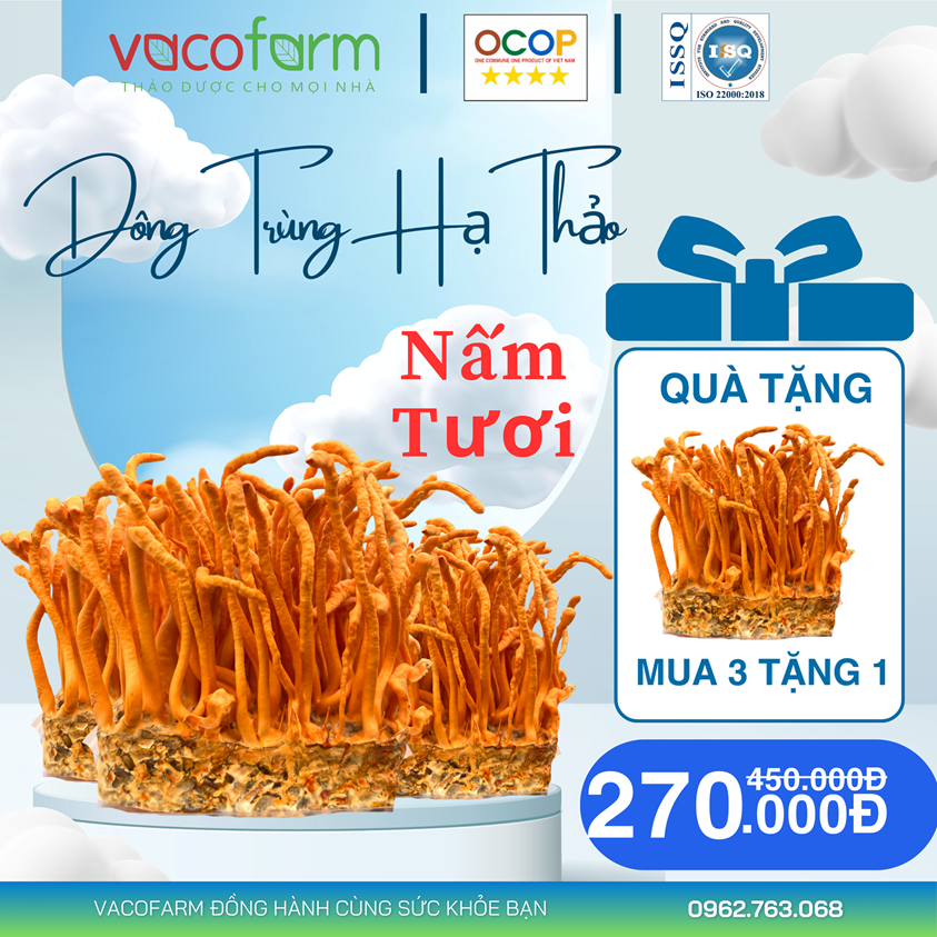 [Mua 3 tặng 1] Combo 4 hộp Đông trùng hạ thảo tươi vacofarm hộp 200gram