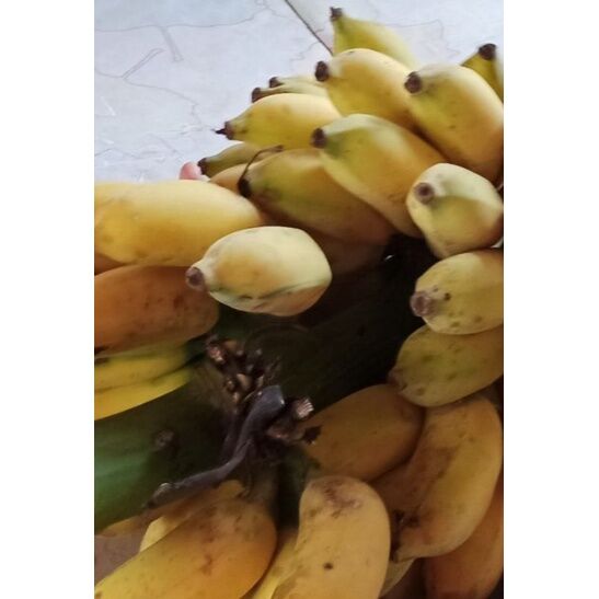 Cây giống chuối xiêm đen cấy mô (cửa hàng cây giống f1)