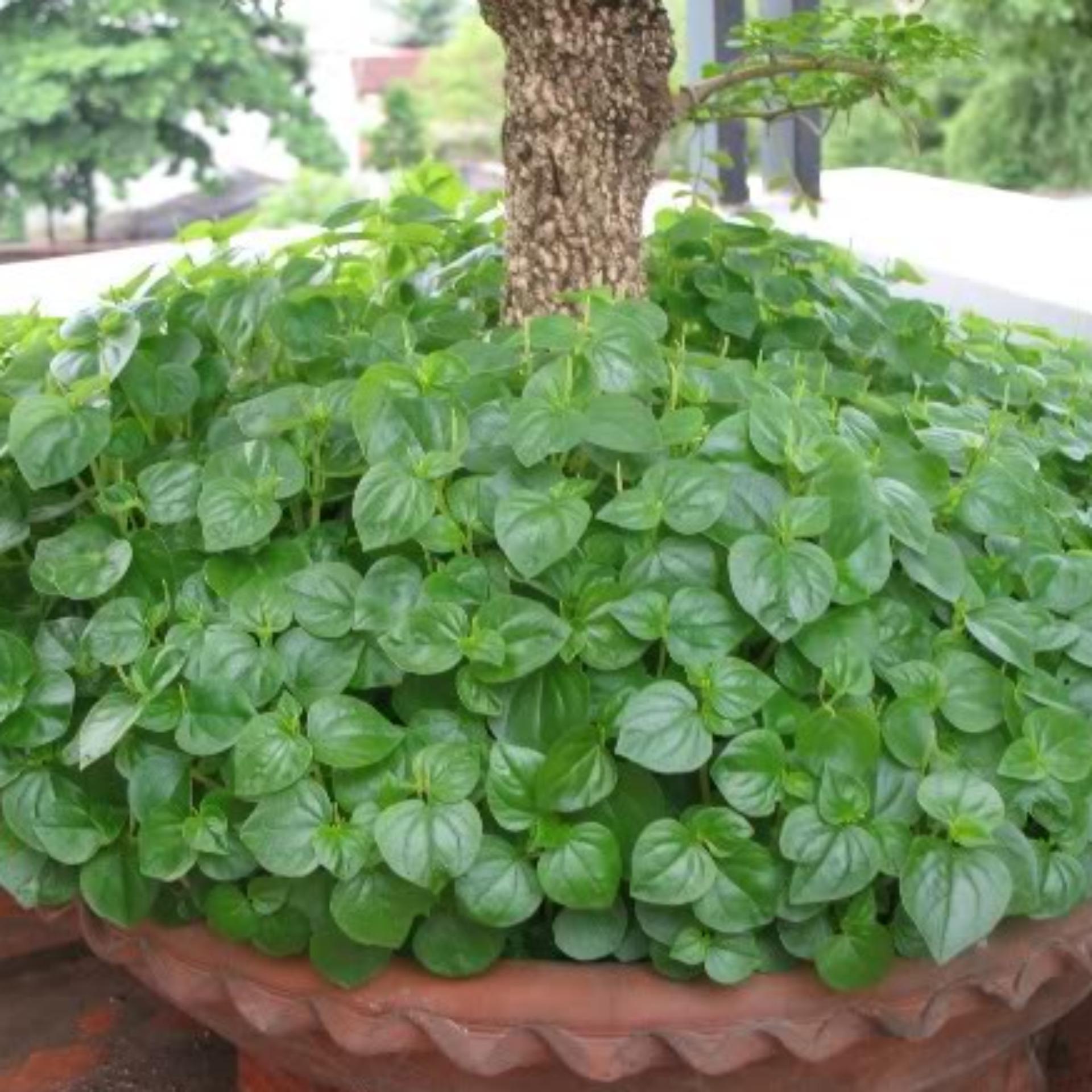 0.5gr Hạt giống Rau càng cua (tặng Kích nẩy mầm, Hướng dẫn ươm)