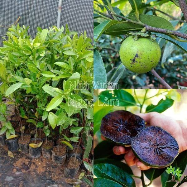 Cây hồng đen Socola giống