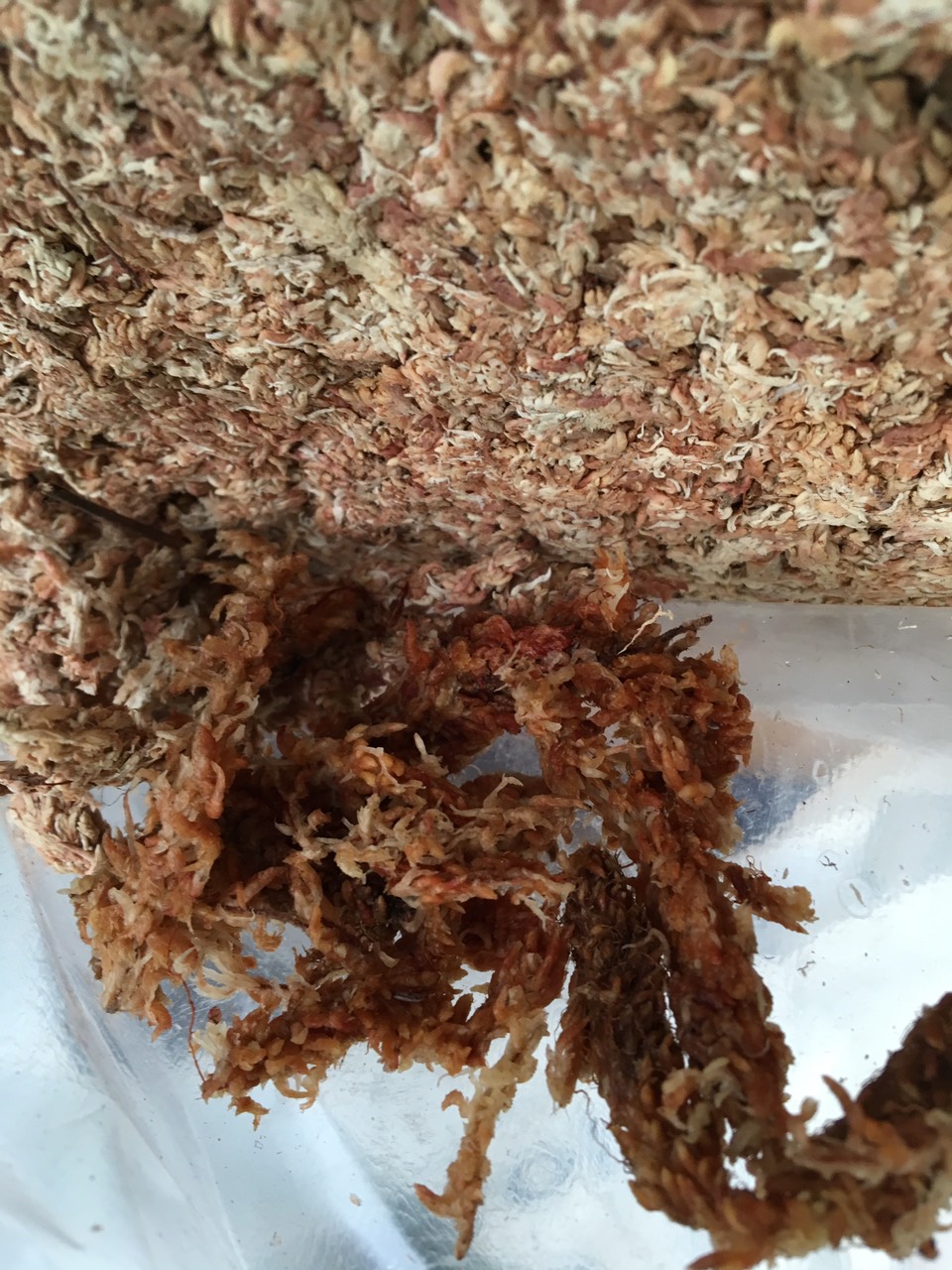 Dớn chile cọng con sâu gói 100gr