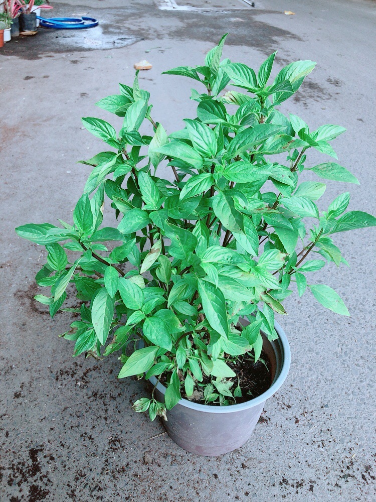 Cây Húng Quế