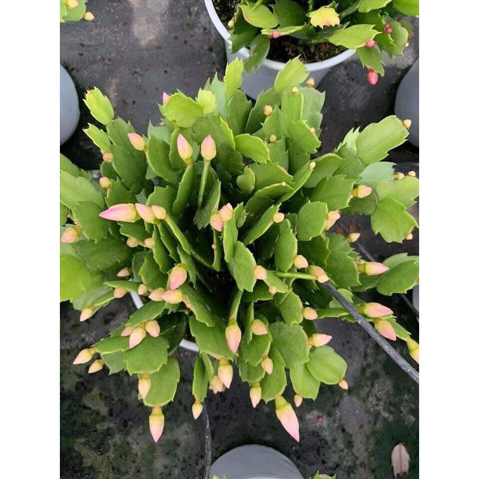(1 chậu) Hoa nhật quỳnh - màu hồng, trắng