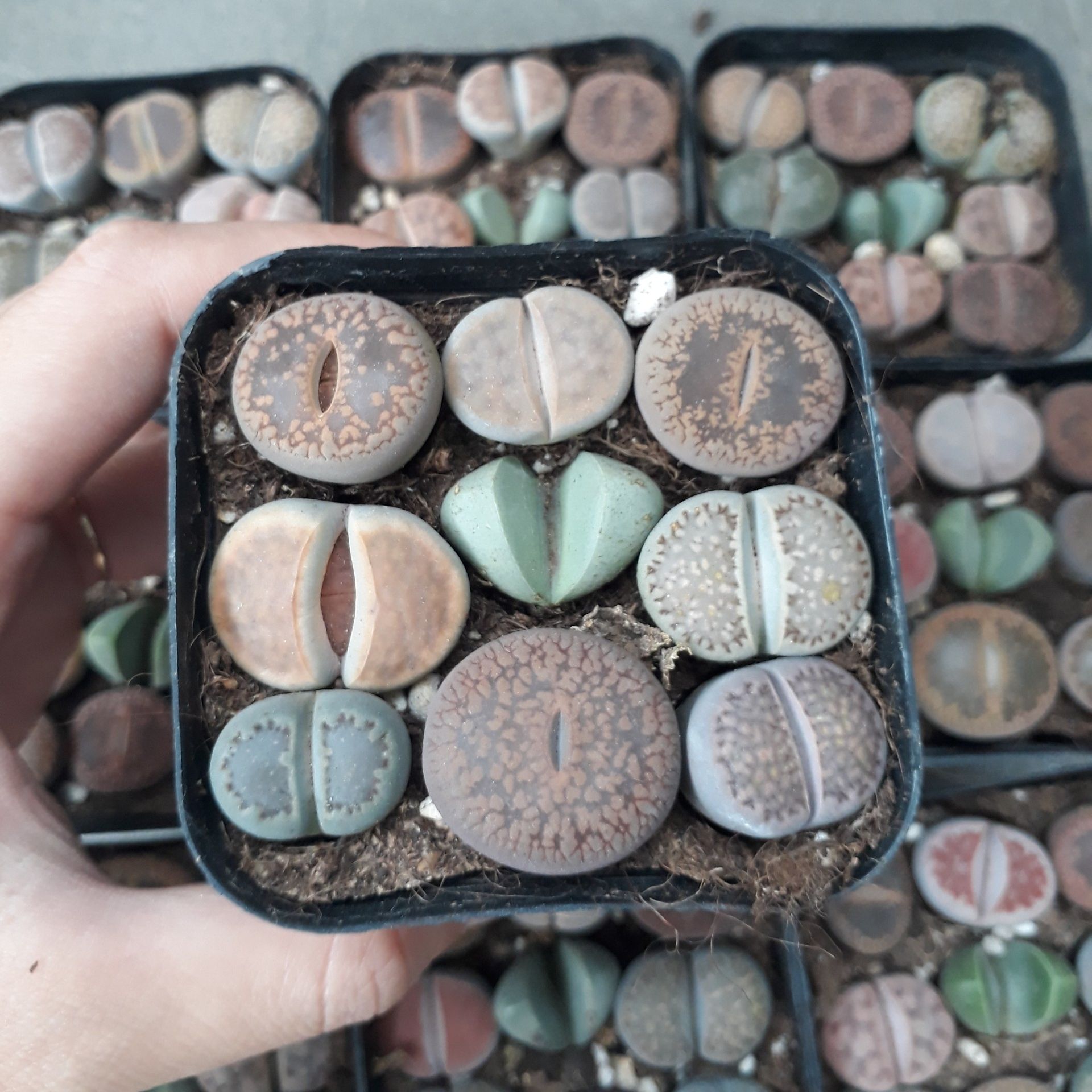 Sen Mông Mix Chậu 9 Cây Màu Siêu Đẹp (Sen Mông/Lithops/Thạch Lan)