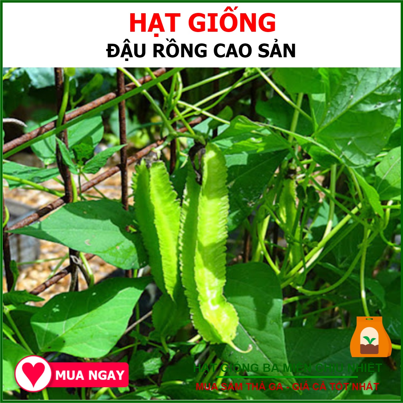 Hạt Giống Đậu Rồng Cao Sản