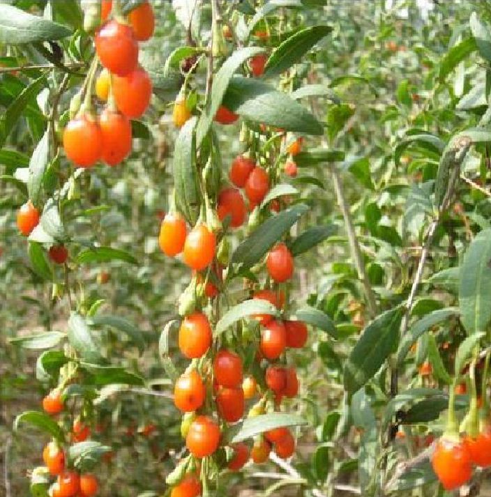 Hạt giống câu kỷ tử ( gói 50 hạt )