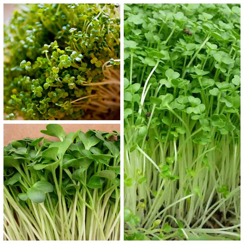 Hạt giống Rau Mầm Phú Nông - 30g