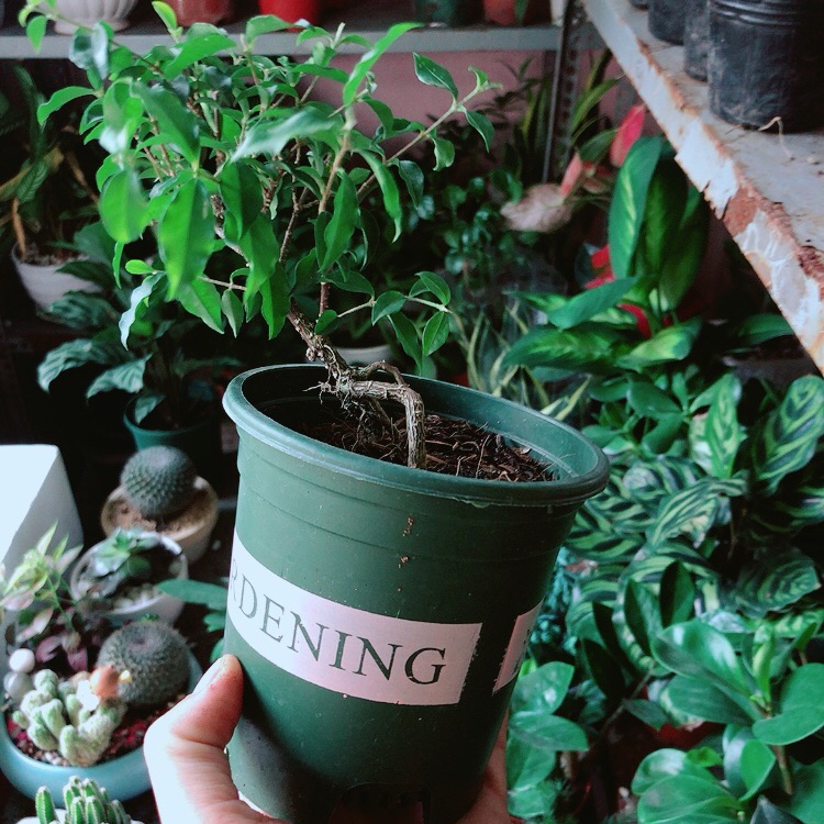 Hồng Ngoc Mai Bonsai